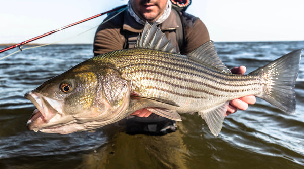 How to Choose The BEST Fly Rod For Striped Bass (Flies, Size, Tactics) 