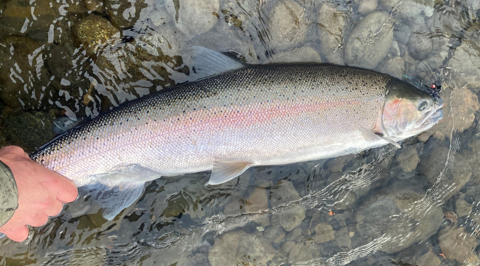 Northeast Fishing Report: 11/4/2022 - The Compleat Angler