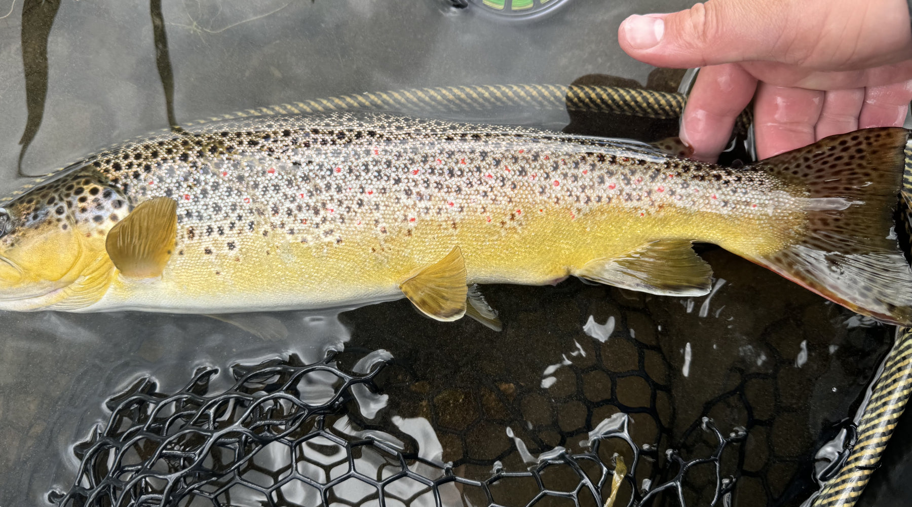 Northeast Fishing Report: 7/5/2024