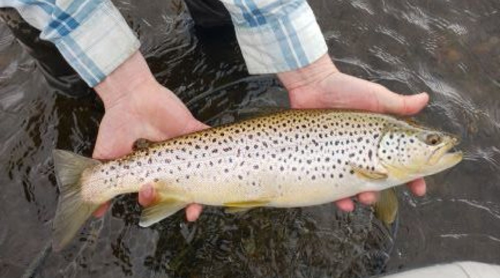 Northeast Fishing Report: 6/14/19 - The Compleat Angler