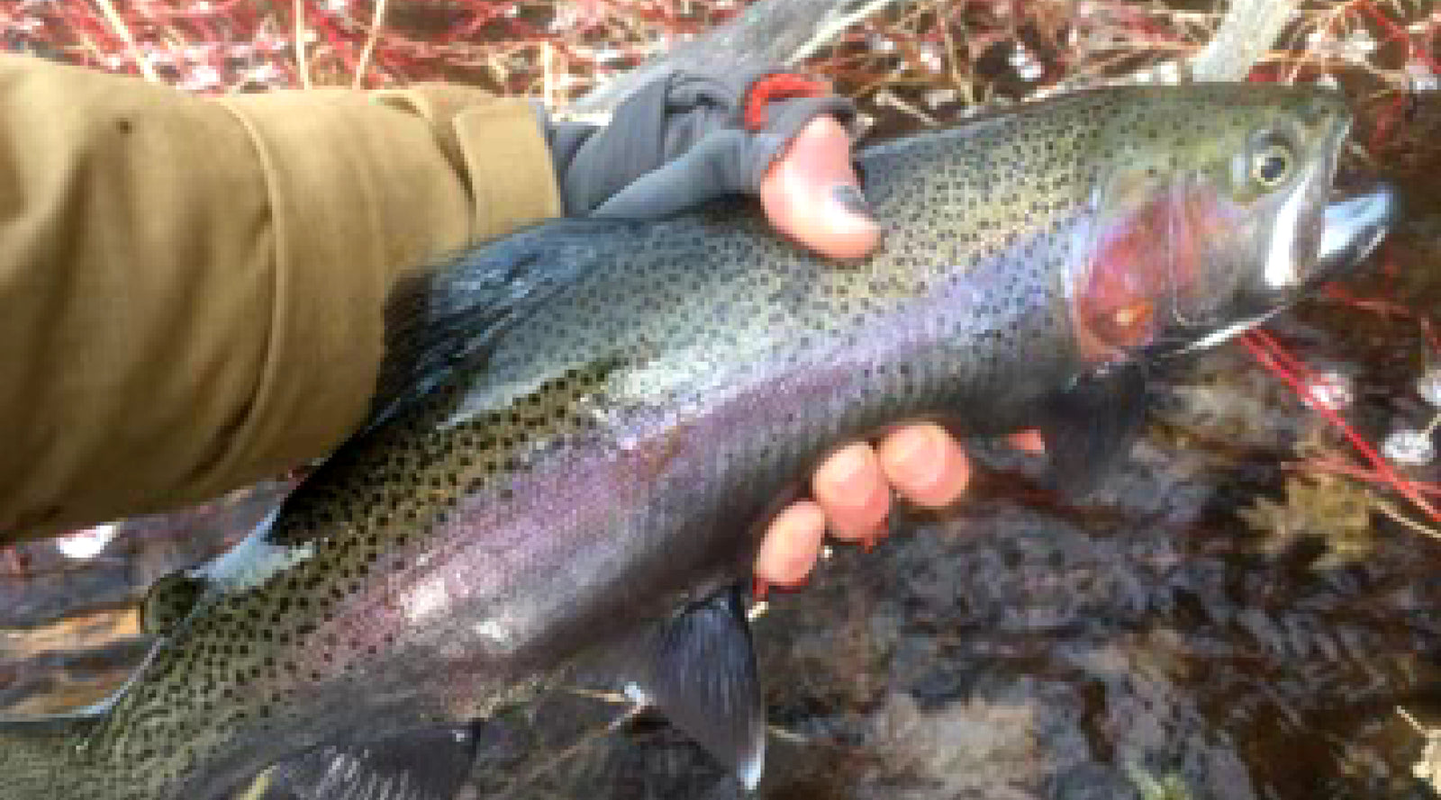 Northeast Fishing Report: 2/23/2024 - The Compleat Angler