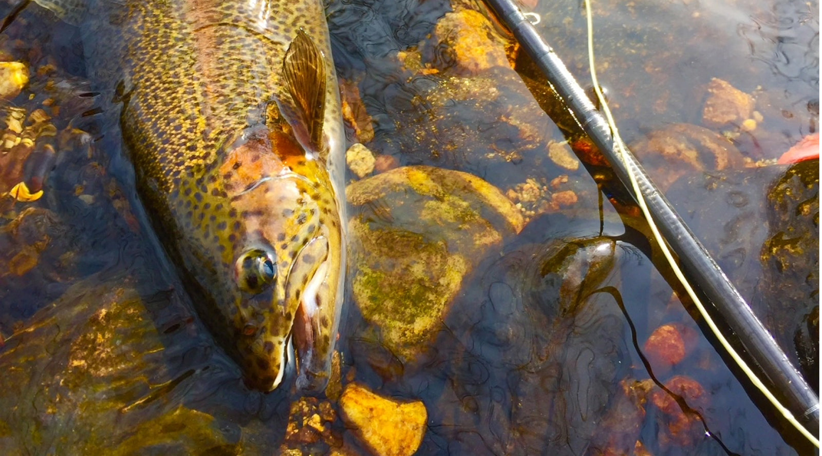 How to Purchase the Echo Full Spey Fly Rod via The Gorge Fly Shop - Wet Fly  Swing