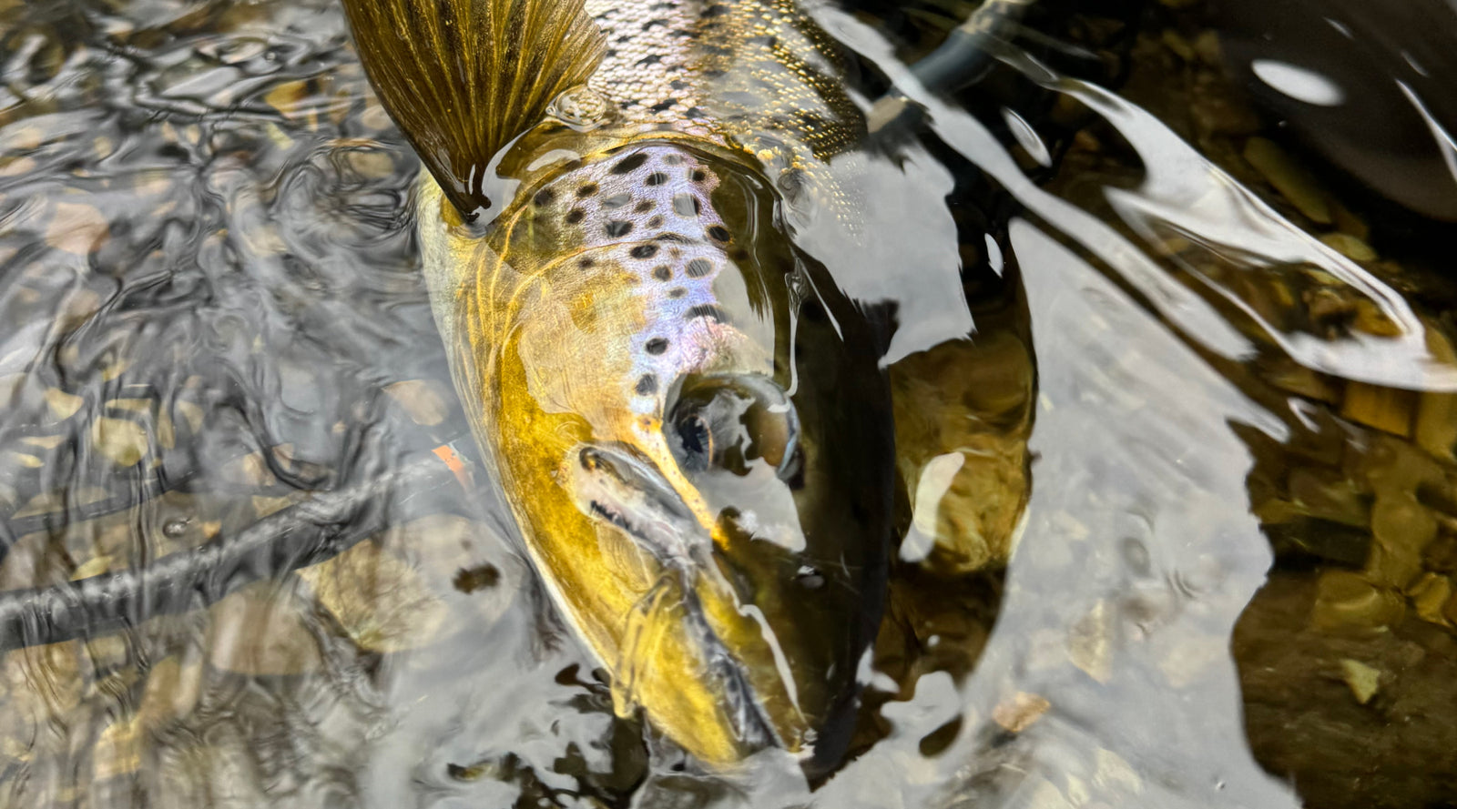 Northeast Fishing Report: 12/15/2023 - The Compleat Angler
